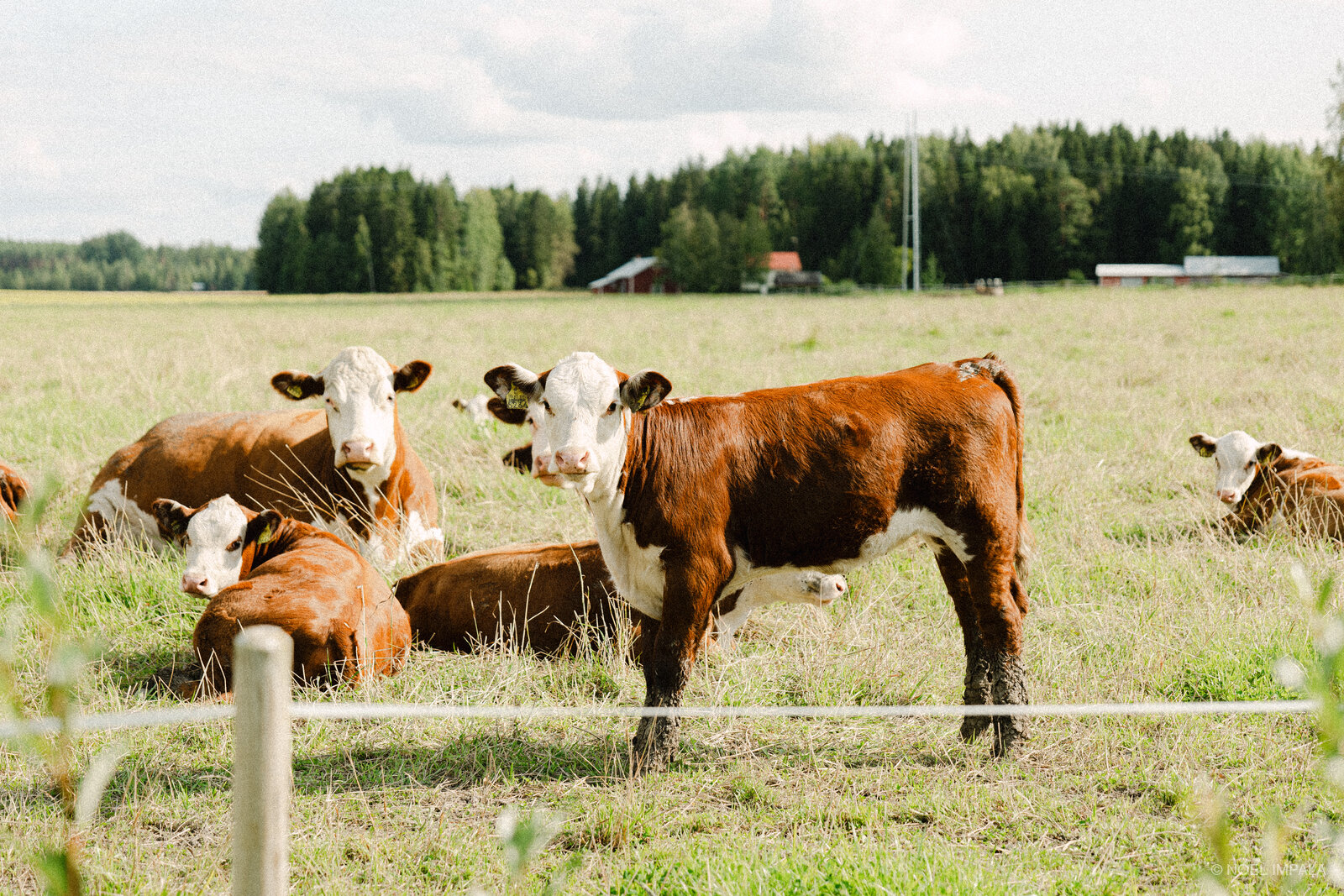 Cows grazing with Finnish farm in background