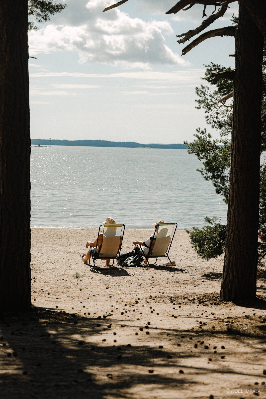 Beach chairs under pine trees