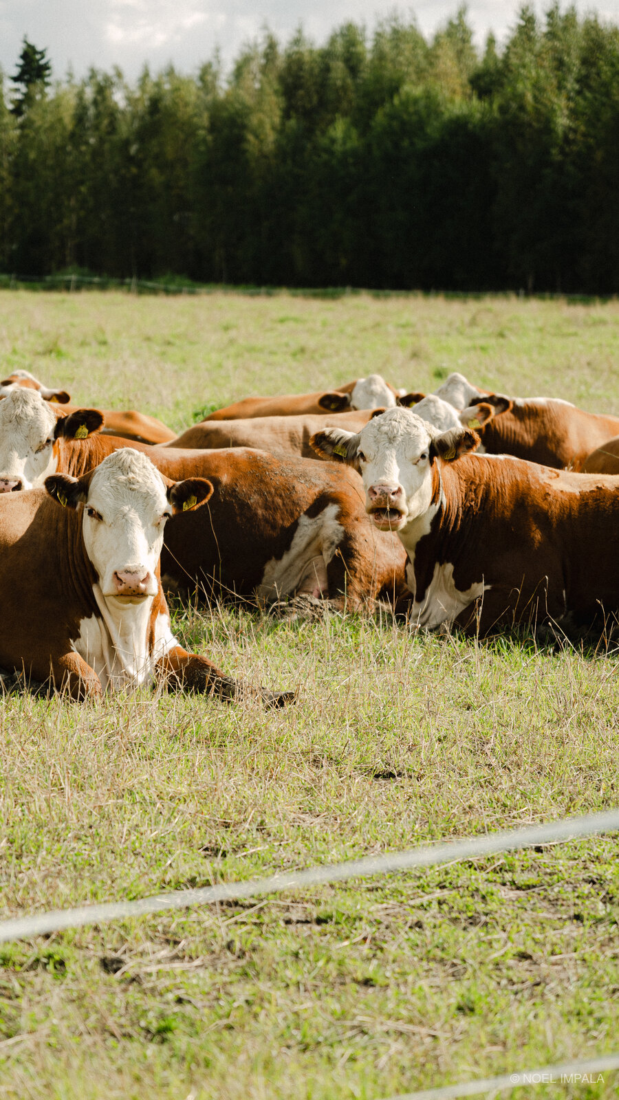 Hereford cows in green pasture